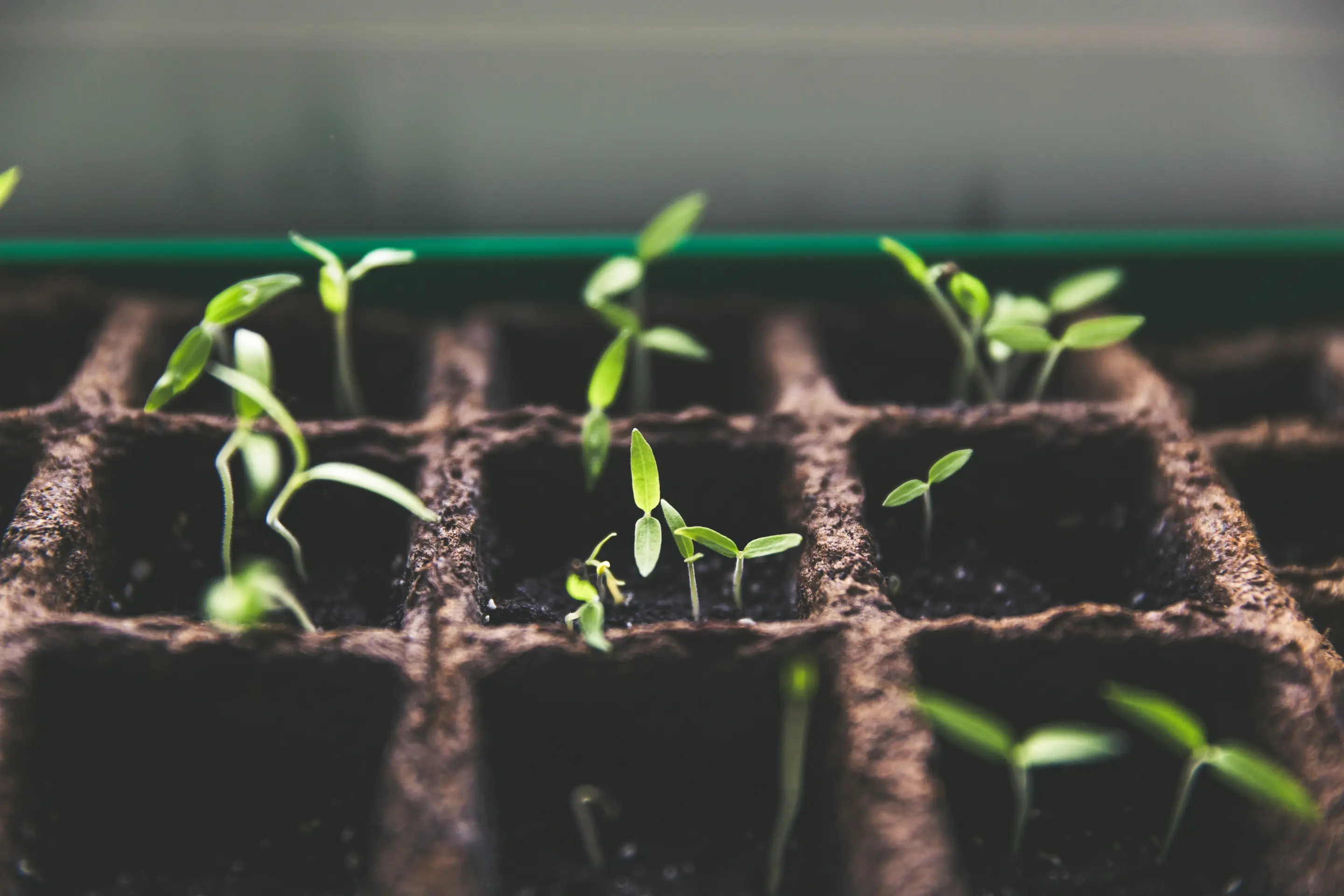 A metaphoric representation of investing in customer's loyalty with seedlings